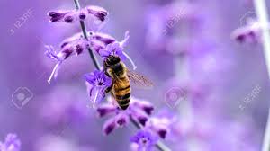 Verbena bonariensis (hp) a tall, delicate looking perennial with purple/mauve flowers that add a tropical feel to your borders. Bee On Purple Flower Stock Photo Picture And Royalty Free Image Image 74953046