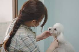 Dog Salon Patch 六甲道 ペット美容室 Goo地図