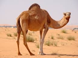 Keep up with your favourite racing series by adding my calendars to your google calendar, apple ical, microsoft outlook, or other service which supports ical or html format. Horse Camel Racing Miradukes Magnificent Solutions