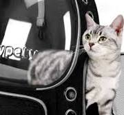Best cat backpacks of 2025, tried and tested | CNN Underscored