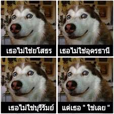 ง อววววว ม มตลกๆ หมา ตลก