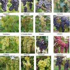 Ontkieming en groeiende instructies worden duidelijk weergegeven op elk pakket voor een succesvolle tuinieren elke keer. Pdf Grapevine Breeding In Canada