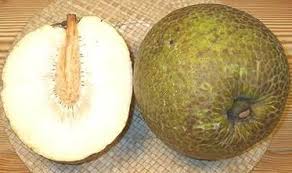 Selain baik untuk ginjal, daun sukun ternyata juga jitu untuk meredam laju kolesterol jahat dalam darah. Banyak Khasiat Buah Sukun Bisa Untuk Obat Penyakit Ginjal Metrobanten Co Id