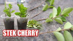 Bonsai klampis ireng arabica pung hitam. Mengenal Bahan Bonsai Sianci Atau Cherry Barbados By Belajar Buat Bonsai