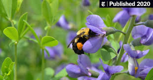 Check spelling or type a new query. How And Why To Use Native Plants The New York Times