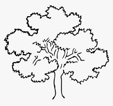 They turn yellow in the fall. Tree Oak Maple Poplar Sycamore Fruit Tree Tree Black And White Hd Png Download Transparent Png Image Pngitem