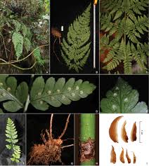 Image result for Dryopteridaceae