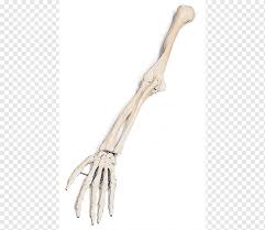 The malleus is the outermost and largest of the three small bones in the mid. Arm Human Skeleton Bone Skeleton Arm Hand Anatomy Wood Png Pngwing