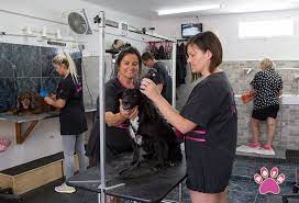 Welcome to posh pets , with two locations in columbia, south carolina, posh pets grooming offers great pet care services. Training Courses Posh Pets Dog Grooming Courses In Spain