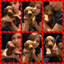These are large, impressive, stunning dogs usually 60+ lbs. Daisey S Doodles Seattle Rosie S F1b Mini Goldendoodles Are 3 Weeks Old