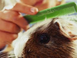 You can repeat the process at their belly portion as. Guinea Pig Grooming And Nail Trims