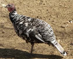 Black And White Turkey Breed 6 Black Mottled Blue Mottled Turkey Hatching Eggs Presale Hatching Eggs Mottled Turkey