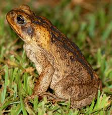 Advantages and disadvantages of biological control. Biological Vs Chemical Pest Control Benefits And Disadvantages Owlcation