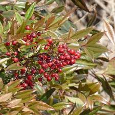 The nearby farmer will tend to a player's whiteberry bush for a payment of 8 bittercap mushrooms. Winter Berry Plants For Wildlife Common Winter Berry Trees And Shrubs