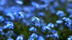 Blue Flowers Wallpapers Wallpaper Cave All blue background photos are available in jpg, ai, eps, psd and cdr format. blue flowers wallpapers wallpaper cave