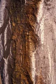 Image result for Priva flabelliformis