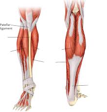 The gastrocnemius is the larger calf muscle, forming the bulge visible calf muscle ultrasound: Lower Leg Muscles Diagram Quizlet