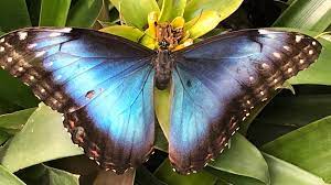 April 18 at 11:58 pm ·. Tropische Zauberwelt Garten Der Schmetterlinge In Bendorf Sayn Swr2