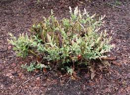 Prune korean spice viburnum immediately after flowering, in the late summer or early fall. Spring Shape Up Tidying Up Your Plants Msu Extension