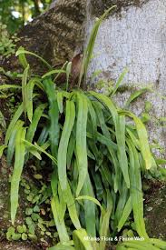 Image result for Pyrrosia