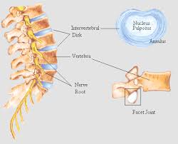 The skeleton also protects several vital organs such as the heart, lungs and the liver. Lumbar Spine Anatomy