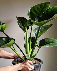 Best Modern Office Plants Interior Design Workplace Setup Ideas Inspiration Ergonomic Concept Plants Best Office Plants Indoor Tropical Plants