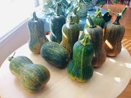 Check spelling or type a new query. What To Do With Not Quite Ripe Winter Squash Recipes Included My Northern Garden