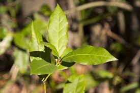 Image result for bay leaf bush foto