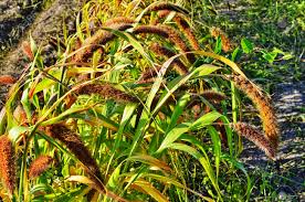 Image result for Setaria italica