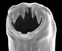 Image result for Hookworm