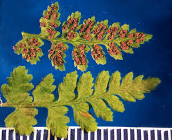 Image result for Woodsiaceae