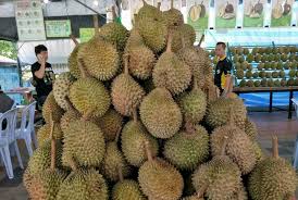 Durian crisis in Malaysia: Prices for the fruit fall as low as to RM1 |  Investvine