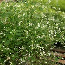 Check spelling or type a new query. Euphorbia Diamond Frost Finegardening