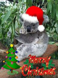 Merry Christmas Koala Bear Cute Animals Cute Baby Animals