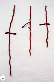 Image result for Wahlenbergia upembensis