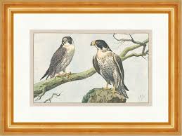 Tweets in german, sometimes english : Wanderfalke Vogeljager Greifvogel Fleischfresser Sturzflug Mahler Original 184 Ebay