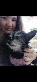 Lost Cat in Deltona near Fort Smith Blvd