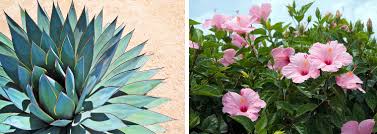 Get 1 free product today all india delivery lowest prices. 6 Fabulous Plants For Your Desert Garden