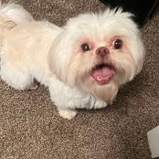 25 cute Shih Tzu puppies for sale in Cedar Hill, Texas