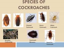 What Is The Difference Between The Wood Roaches And Cockroaches New York Blog Ny Travel Guides Cockroaches Insect Species Roaches
