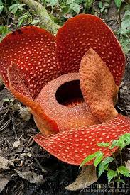 Stock Photograph Of Rafflesia Arnoldii From West Sumatra Indonesia Cld10070626 Tanaman