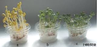 葉の緑化に有効な光の色は