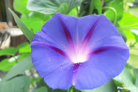 This is a moon flower! Moonflower Vine Ipomoea Alba How To Grow And Care For Moon Vine Bushes Plantopedia