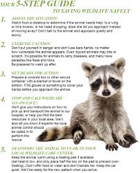 Animal instinct (оригинал the cranberries). Found An Animal Faq Wildcare