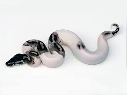 Black Axanthic Ball Python For Sale Lightning Pied Morph List World Of Ball Pythons Ball Python Morphs Ball Python Snake