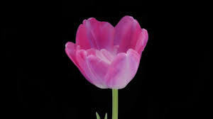 Tulip Video Flowers Name For Kids Youtube