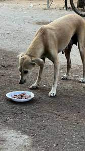 Feeding Street Dogs #love #dog #help