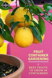 Who wouldn't want free, fresh, delicious fruit growing you are probably used to poking holes at the bottom of your flower pots, right? 7 Best Fruits You Can Grow In Containers Gardening Channel