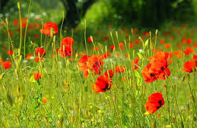 Check spelling or type a new query. Fresh Red Puppy Meadow Natural Spring Stock Image Colourbox