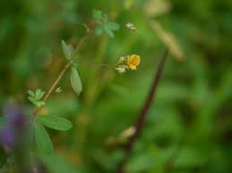 Image result for Smithia